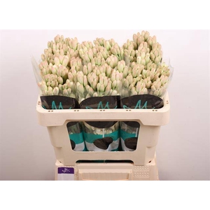 POLIANT TU ELVY IVOR