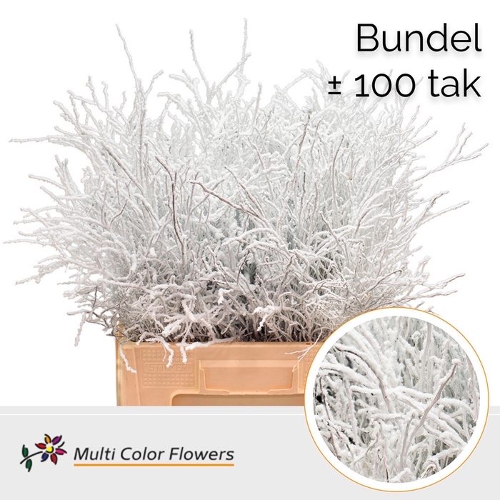 <h4>Heidelbeer (Bundel) Wit + Snow</h4>