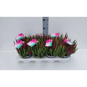 Calluna vulg. 'Beauty S Mintberry'