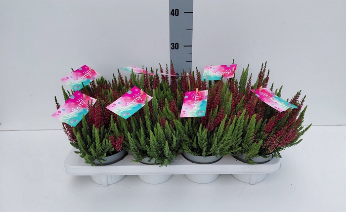 <h4>Calluna vulg. 'Beauty S Mintberry'</h4>
