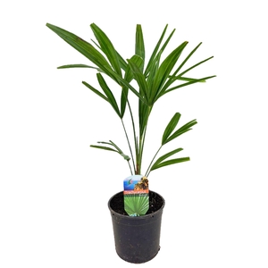 Trachycarpus fortunei