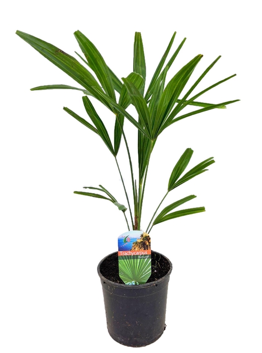 <h4>Trachycarpus fortunei</h4>