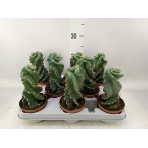 Cereus   ...