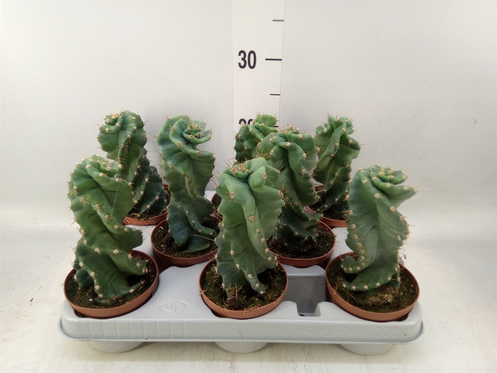 <h4>Cereus   ...</h4>