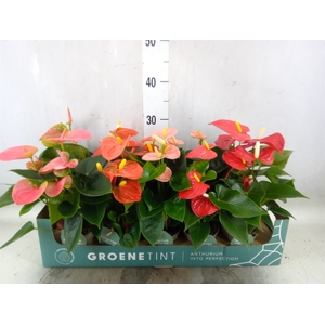 Anthurium   ...mix 4