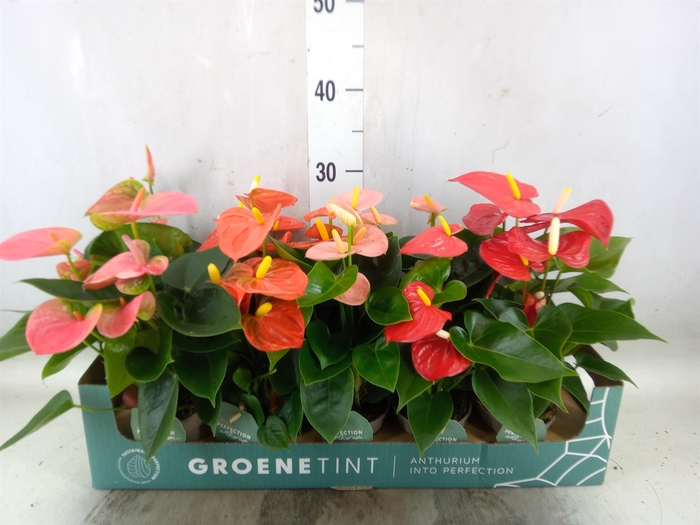 <h4>Anthurium   ...mix 4</h4>