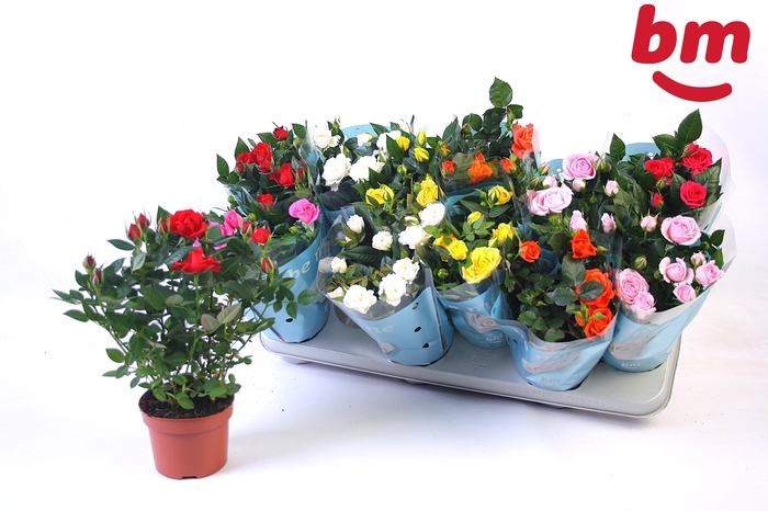 <h4>ROSA BEAU MONDE MIX</h4>