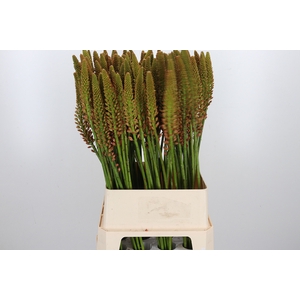 Eremurus Cleopatra