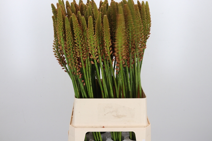 <h4>Eremurus Cleopatra</h4>