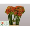 SCAD M FLAME