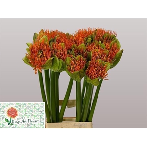 SCAD M FLAME