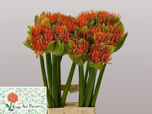 SCAD M FLAME
