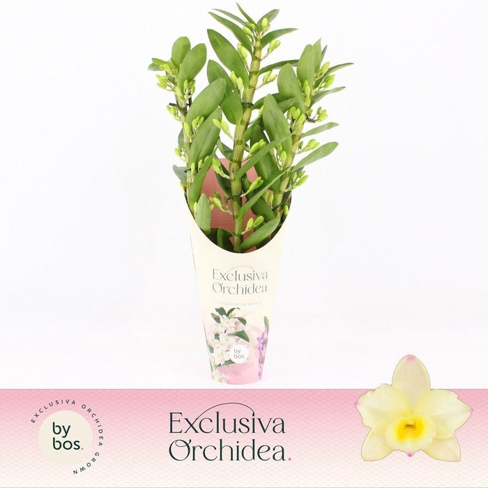 <h4>Dendrobium Nobilé, Tweety 3-spike 'Exclusiva Orchidea' Potcover</h4>