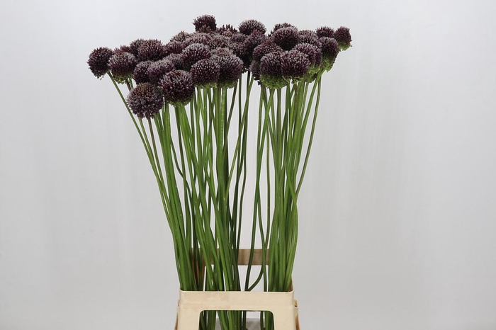 <h4>Allium Forelock</h4>