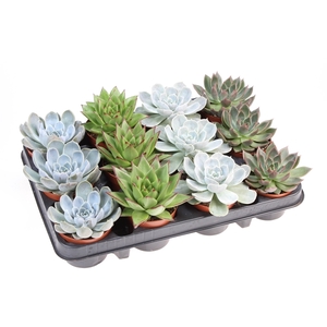 Echeveria mix op rij