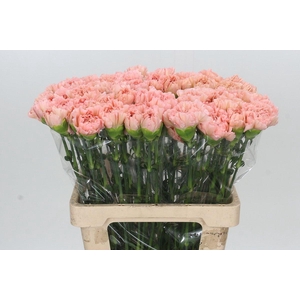 Dianthus St Lege Marrone