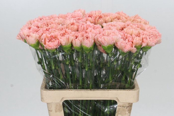 <h4>Dianthus St Lege Marrone</h4>