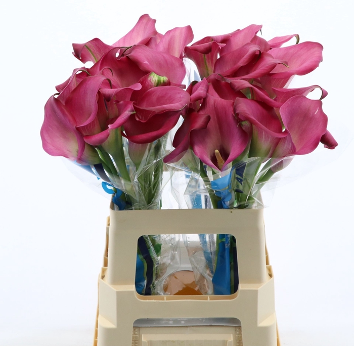 <h4>Calla Zazu</h4>