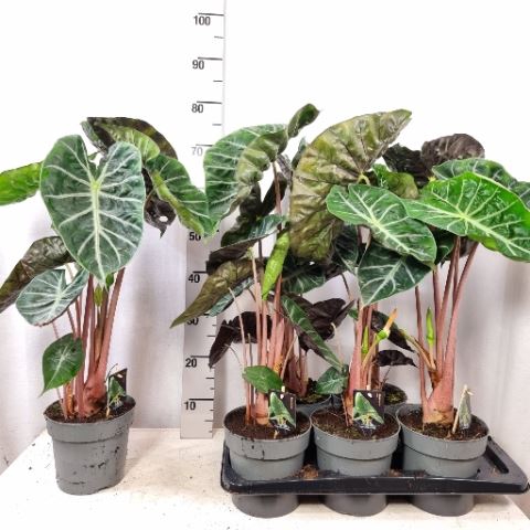 <h4>Alocasia   ...</h4>