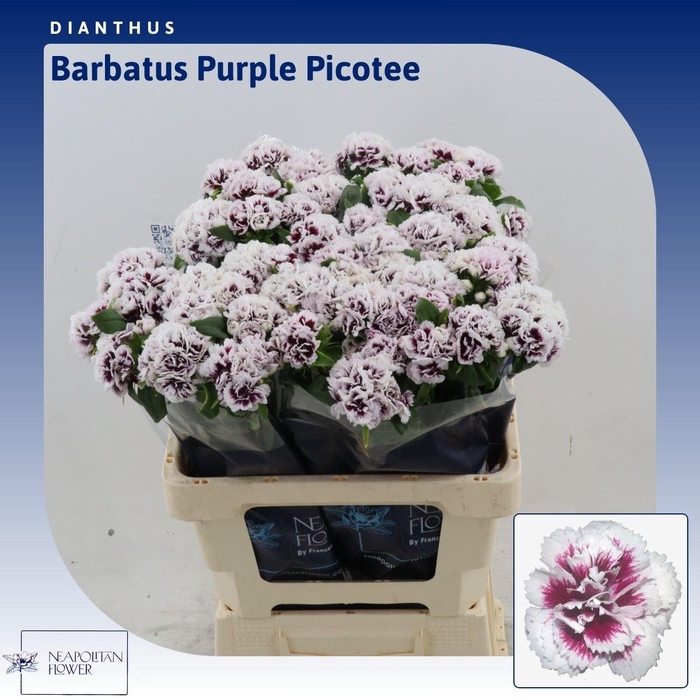 <h4>Dianthus Barbatus Soft Pink</h4>