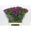 Dianthus Br Amazon Neon Purple