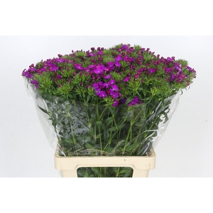 Dianthus Br Amazon Neon Purple