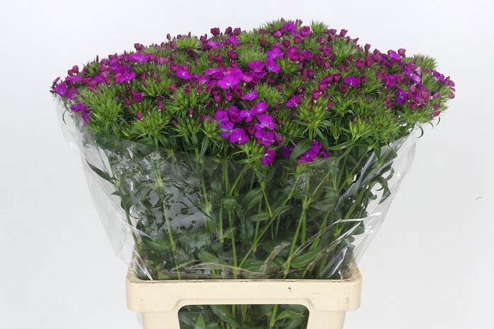 <h4>Dianthus Br Amazon Neon Purple</h4>