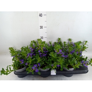 Scaevola aemula 'Purple Haze'