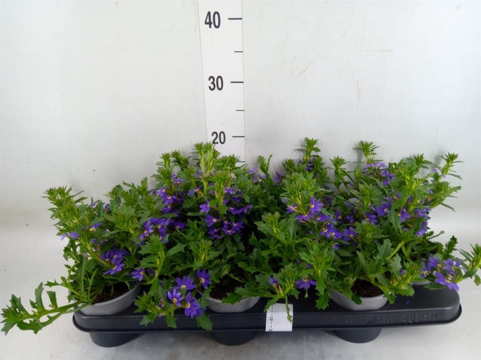 <h4>Scaevola aemula 'Purple Haze'</h4>