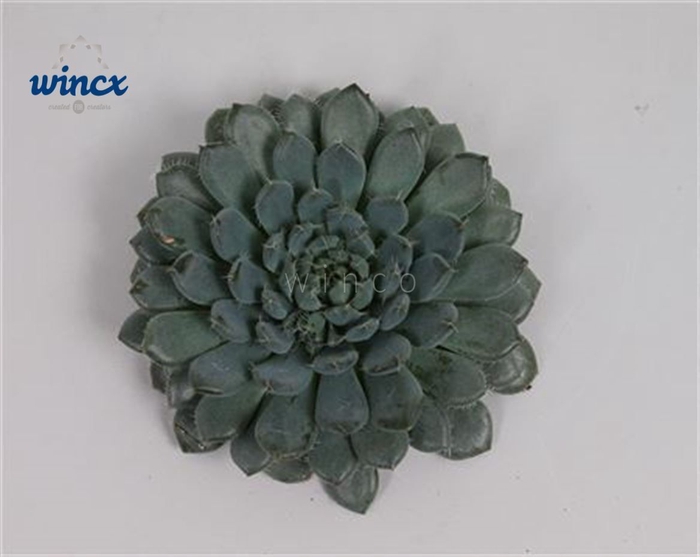 Echeveria Rundelli Cutflower Wincx-10cm