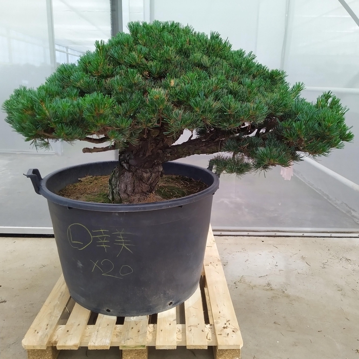 <h4>Pinus Parviflora Newaki 80 cm (herkomst: Japan)</h4>