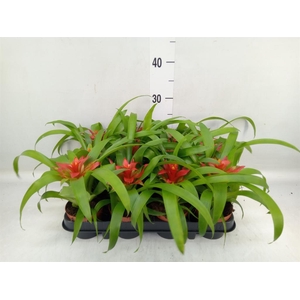 Guzmania  'Tempo'