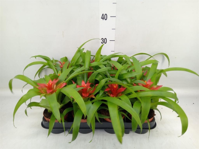 <h4>Guzmania  'Tempo'</h4>