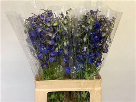 <h4>Delph En Donna</h4>