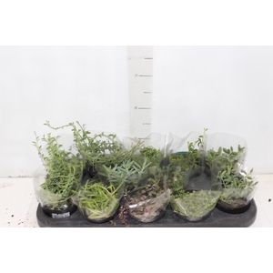 PLANTA PENDENTE VARIADO P11 COLARES