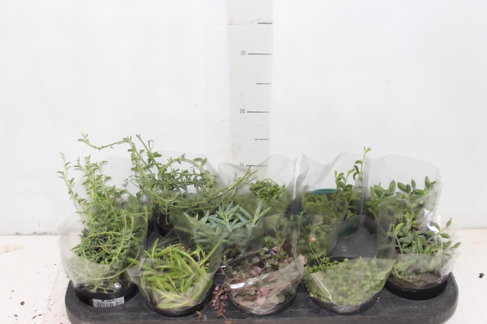 <h4>PLANTA PENDENTE VARIADO P11 COLARES</h4>