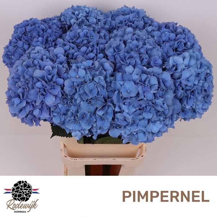 <h4>HYDR M CH PIMPERNEL</h4>
