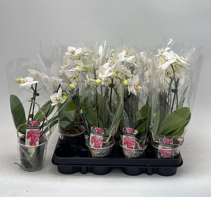 <h4>PHAL OV WIT</h4>