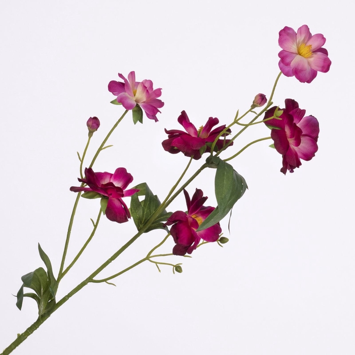 <h4>Ranunculus Butterfly Spray Beauty FL440264BEA</h4>