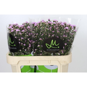 Aster Double Date Pink