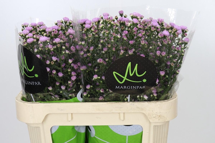 <h4>Aster Double Date Pink</h4>