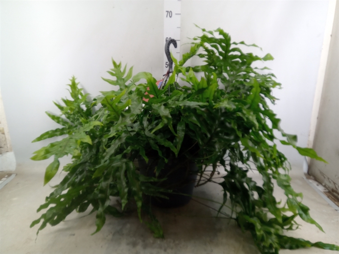 <h4>Microsorum diversifolium</h4>