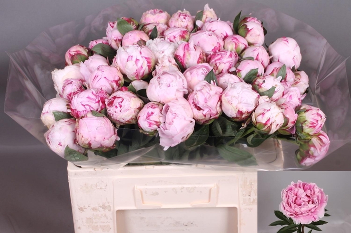 <h4>Paeo L Sara Bernhard</h4>