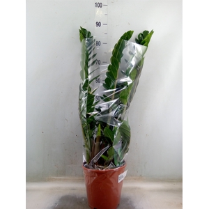 Zamioculcas zamiifolia