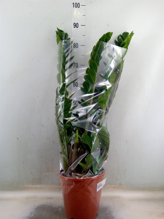 <h4>Zamioculcas zamiifolia</h4>