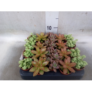Sedum   ...