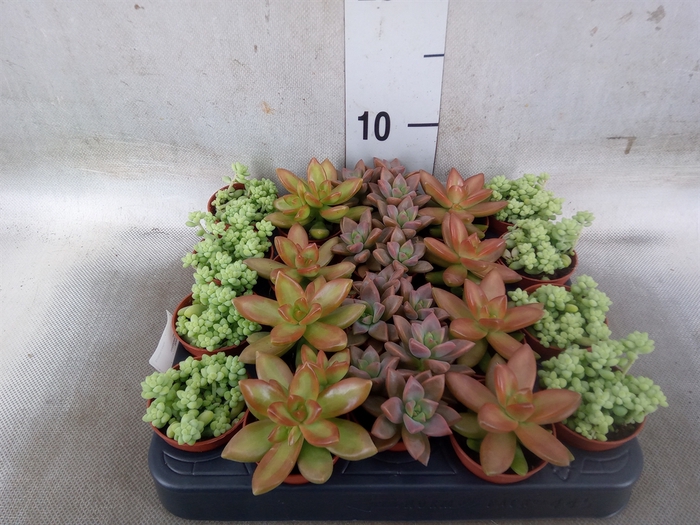 <h4>Sedum   ...</h4>