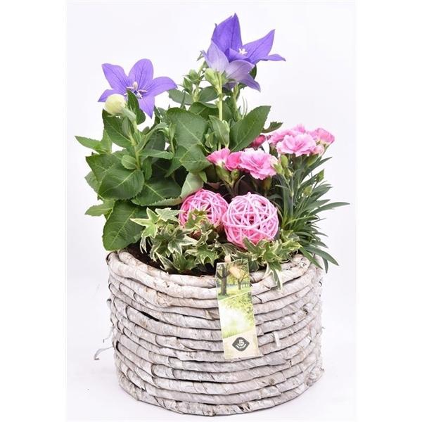 <h4>Maismand 20cm</h4>