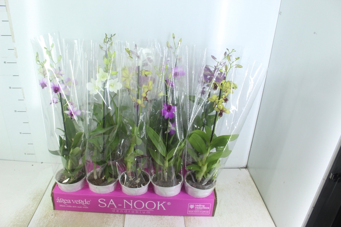 <h4>DENPHALAEN P13</h4>