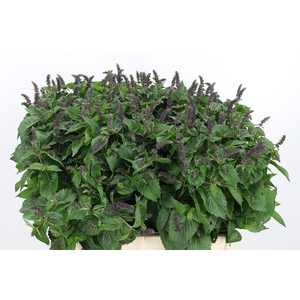 Mentha Purple Sensation
